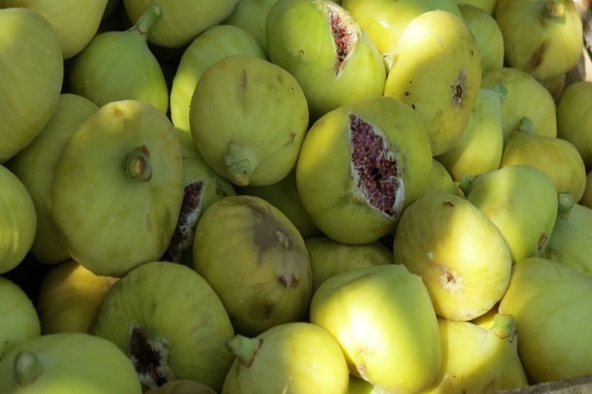 برداشت انجیر
