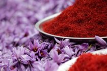 12 هکتار زعفران در ساری کشت شد/ تولید 25 کیلو طلای سرخ