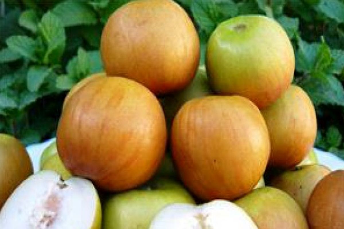 برداشت کُنار پیوندی