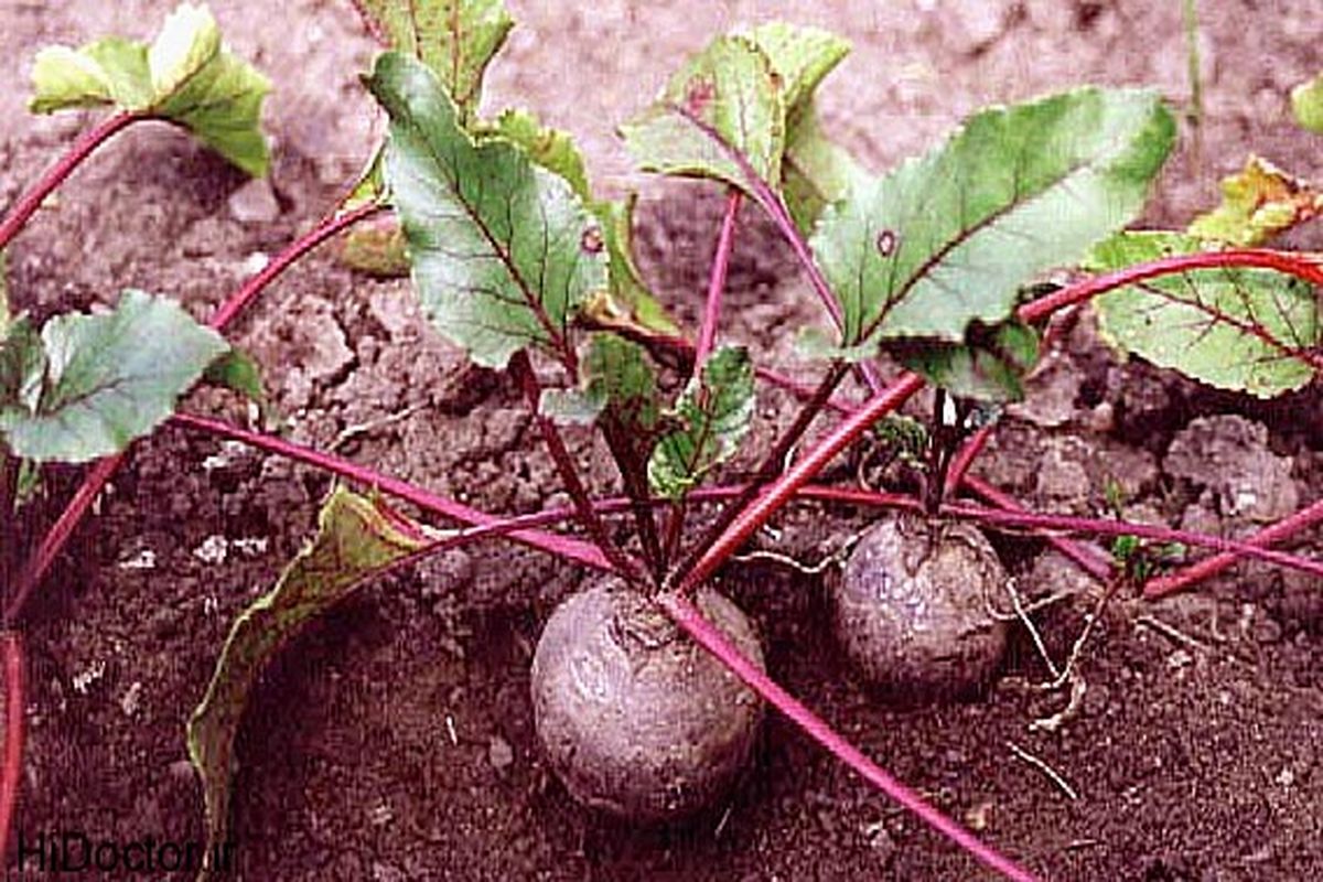 اصفهان- مزارع چغندر قند