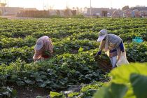مردم تهران نگران سبزی و صیفی جات خود نباشند / خاک از ورود آلاینده ها به گیاه جلوگیری می‌کند