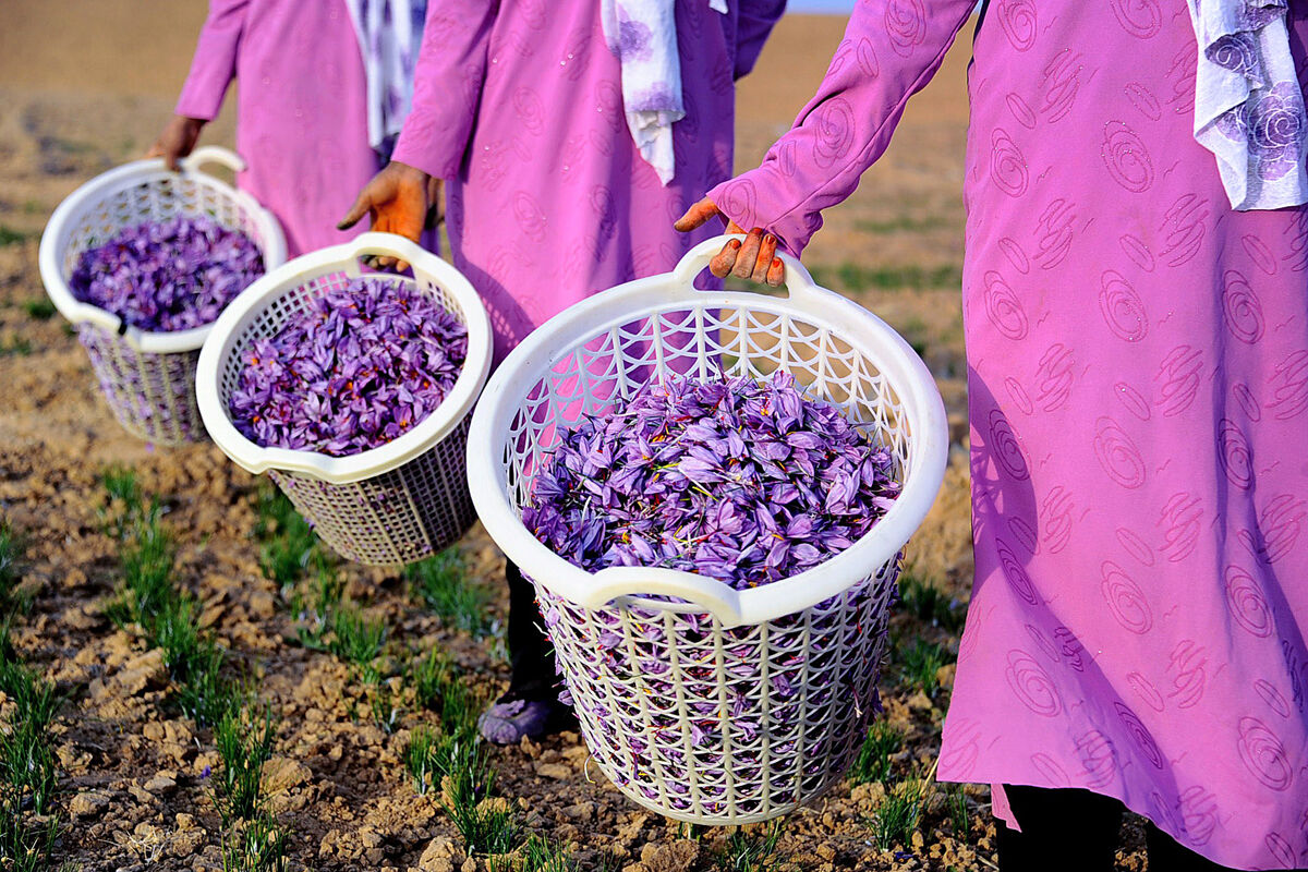 کشت زعفران در کرمانشاه