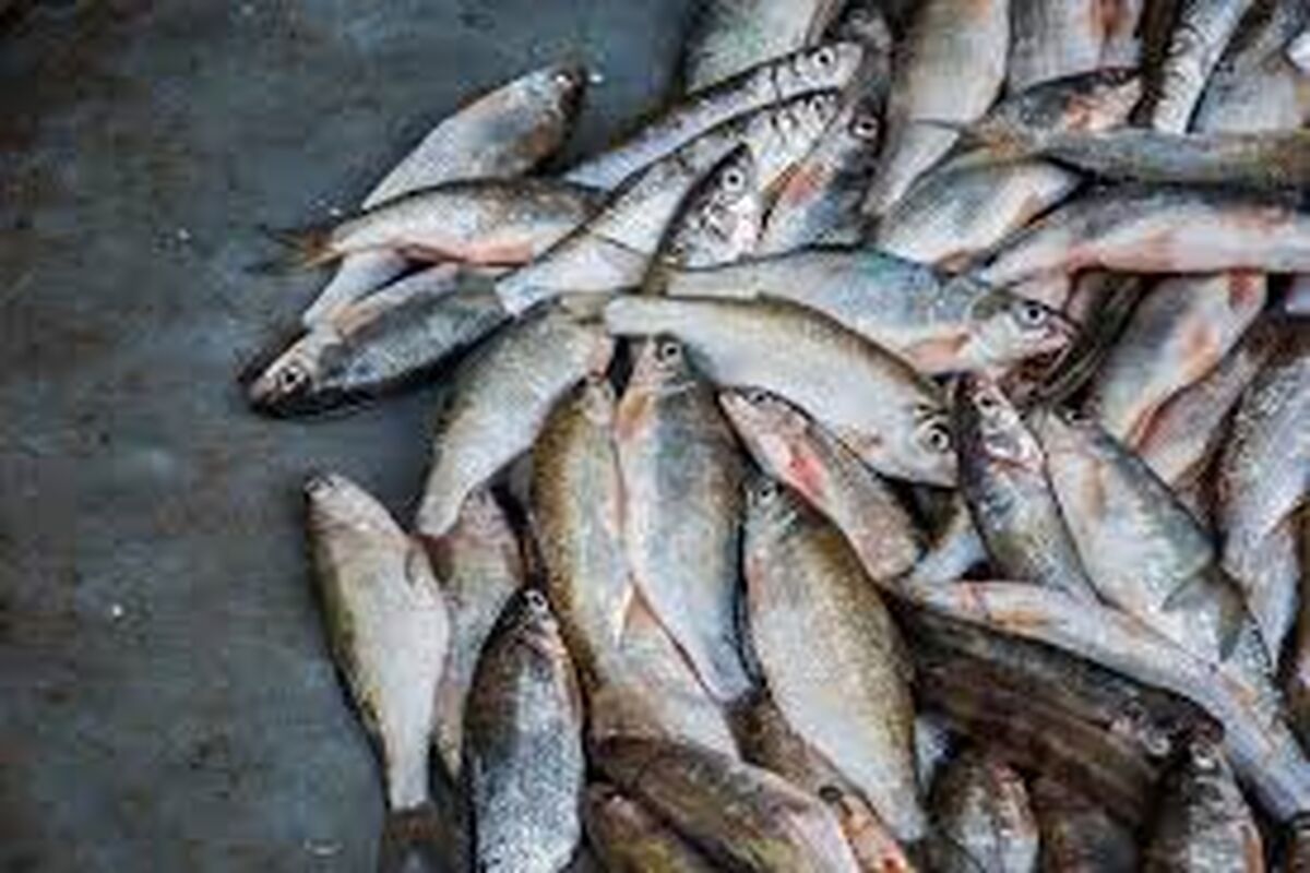 اصفهان- کشف ماهی غیر قابل مصرف