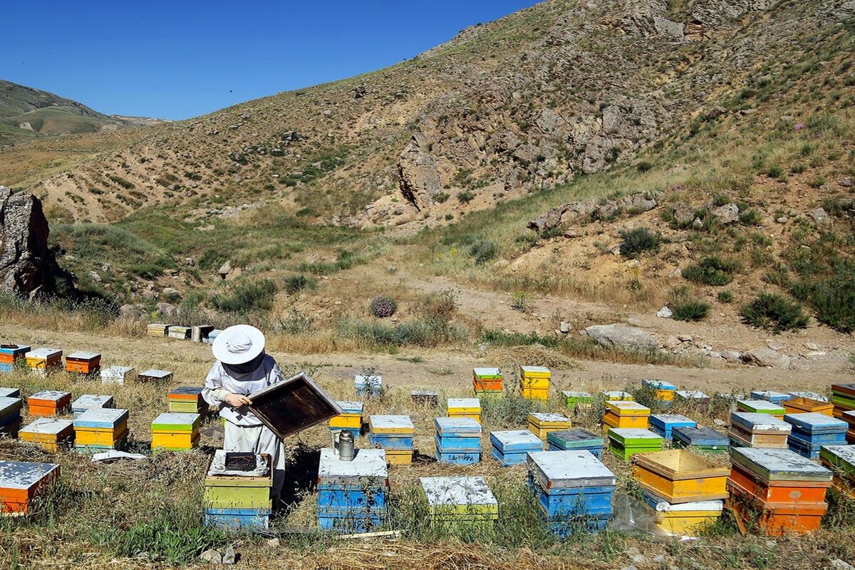 زنبور داران