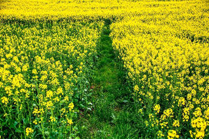 آمادگی مازندران برای خرید تضمینی ۲۰ هزار تن کلزا و ۱۱۰ هزار تن گندم