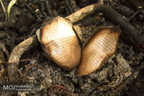 آتش‌سوزی یک دستگاه اتوبوس مسافربری در جاده همدان - تهران 