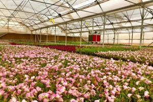 آغاز فاز جدید طرح مطالعاتی بررسی سازگاری گونه‌های گیاهی برای فضای سبز قم