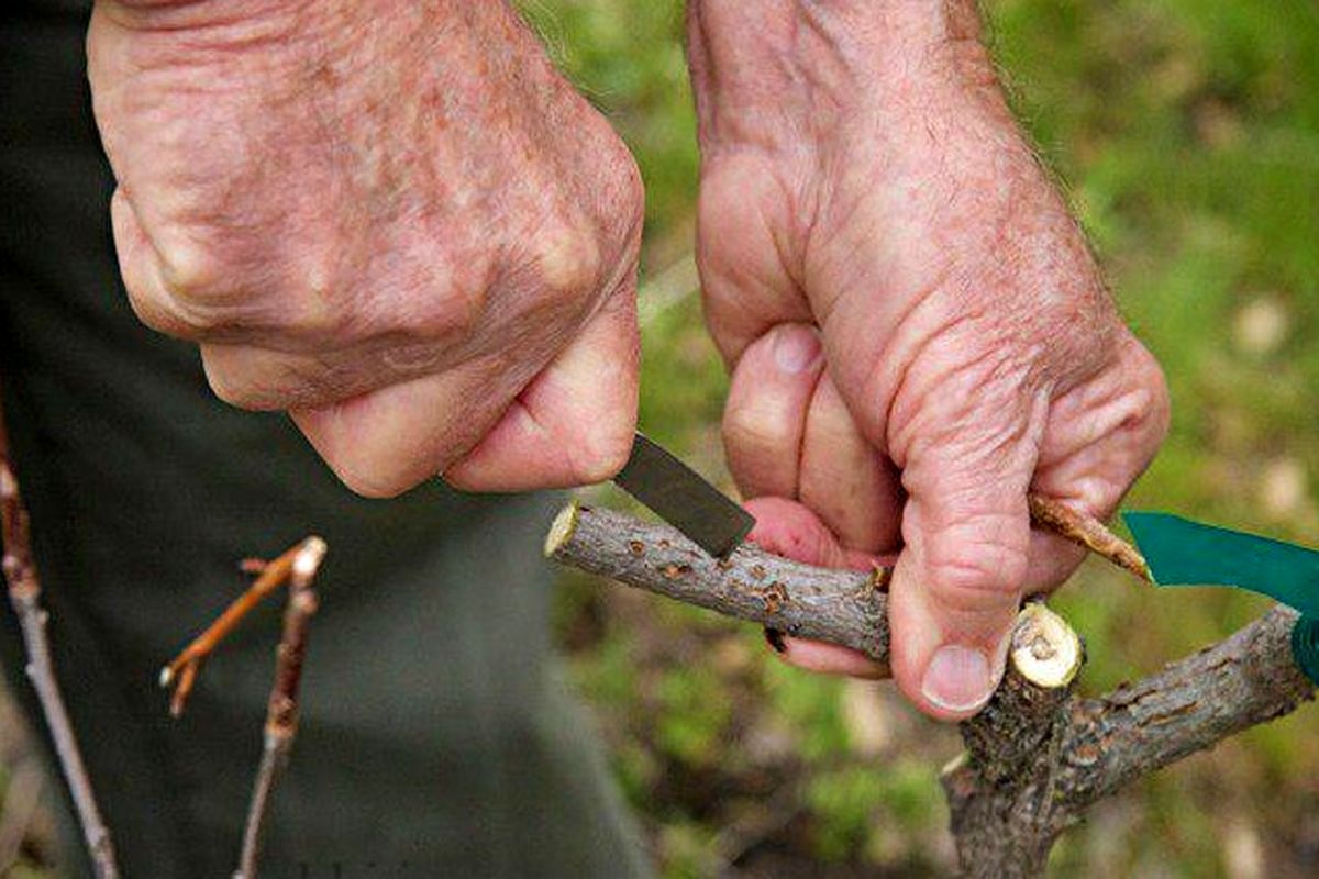 کارگاه آموزشی هرس و پیوند پسته 