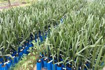 کشت بافت خرما در ایران توسعه می یابد