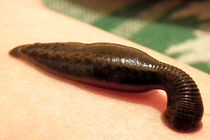 تولید ۳۵ هزار قطعه زالو در کردستان