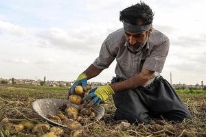 ممنوعیت صادرات پیاز و سیب زمینی  در هرمزگان