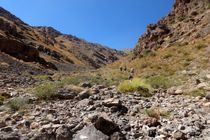 کشف چند گونه جدید حیات وحش در تهران