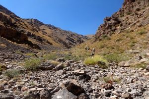 کشف چند گونه جدید حیات وحش در تهران