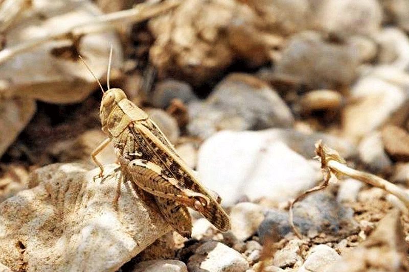 هشدار درباره طغیان ملخهای صحرایی در روزهای آینده