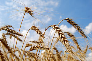 خرید تضمینی یک میلیون و ۲۴۳ هزار تن گندم در گلستان