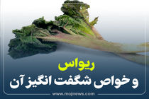 اینفوگرافیک/خواص ریواس