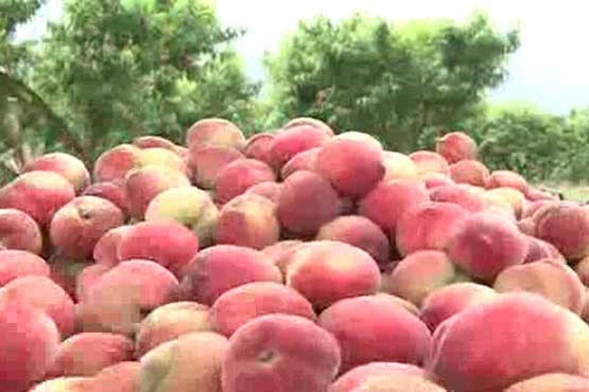 اصفهان- جهاد کشاورزی