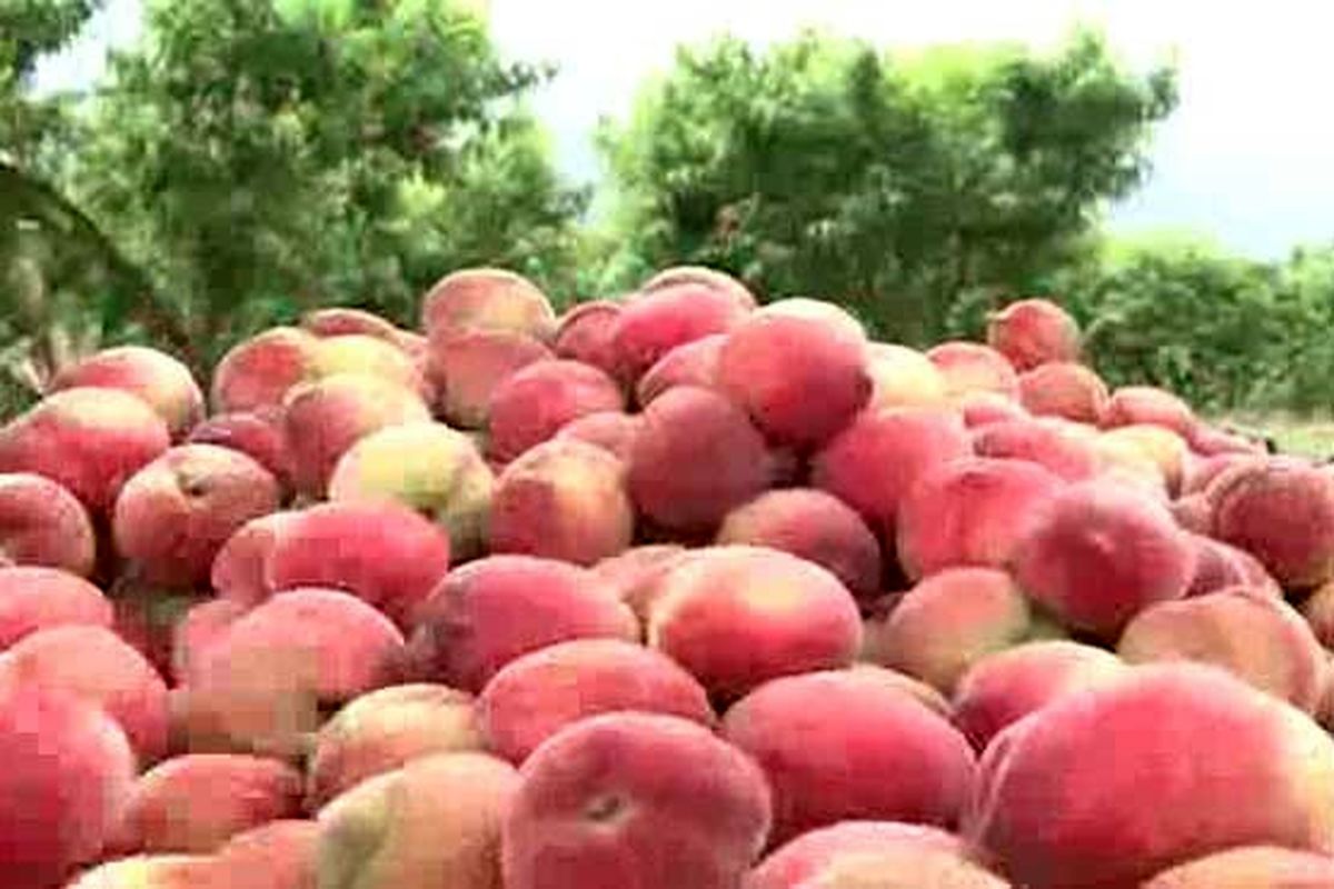 اصفهان- جهاد کشاورزی