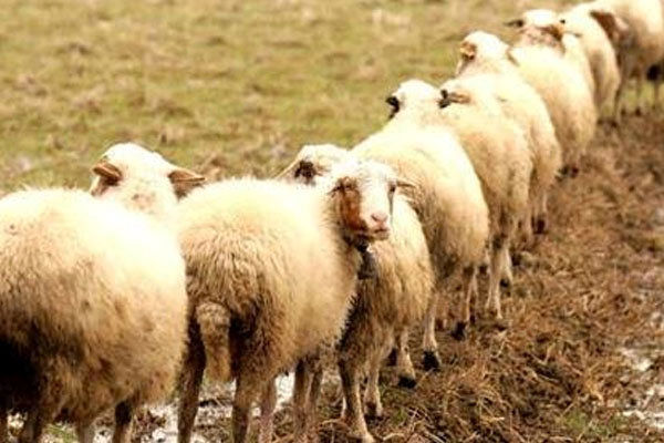 توزیع 60 هزار راس دام زنده در تهران به مناسبت عید قربان