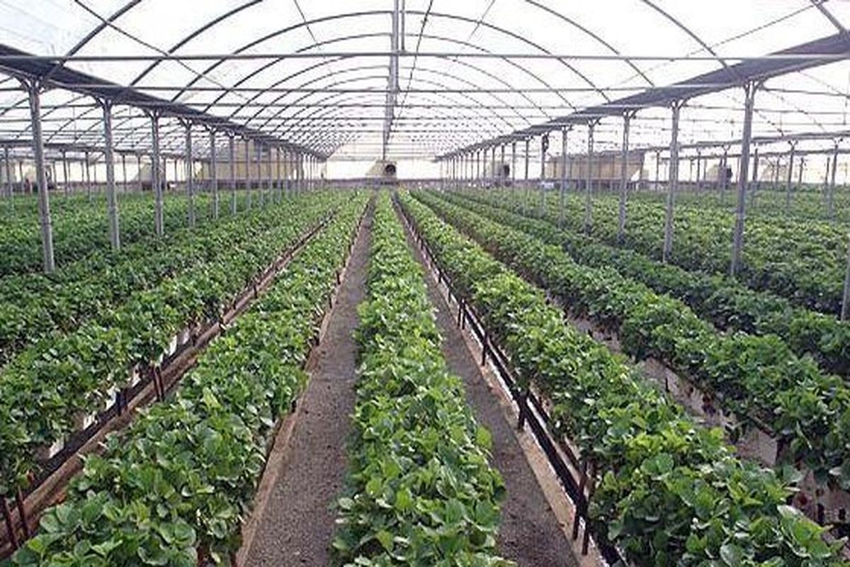 شورای هماهنگی بخش کشاورزی استان