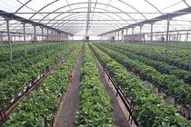 ضرورت توسعه الگوهای نوین و کشت گلخانه‌ای در هرمزگان