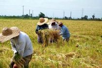  ۴ هزار میلیارد تومان تسهیلات به نهاده‌های کشاورزی تخصیص یافت