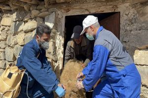 واکسیناسیون گسترده دام‌های سبک تا پایان خرداد در مازندران