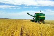 افزایش 20 درصدی سطح زیر کشت محصول جو در استان اردبیل