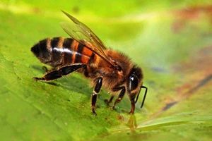 زنبورها به همدیگر التماس می کنند