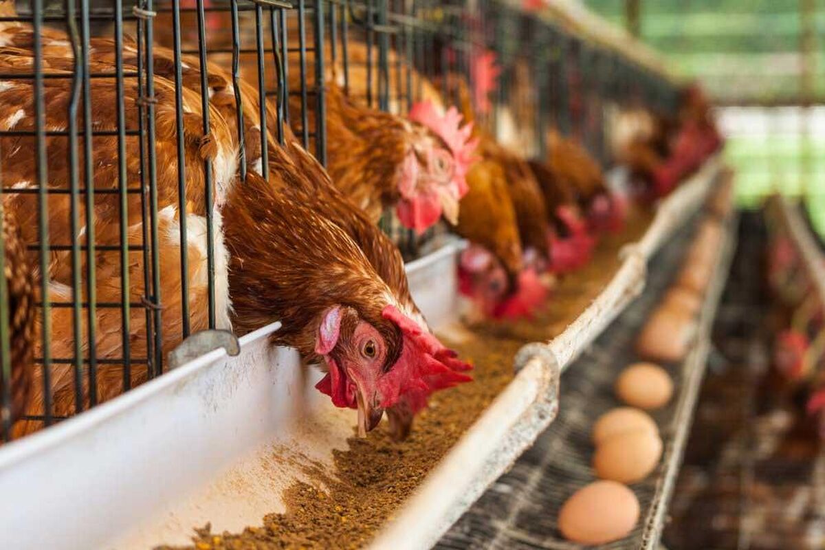  پیر شدن گله‌های مرغ تخمگذار