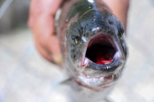 سوخت صیادان متخلف قطع می‌شود
