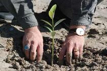 پویش کاشت نهال توسط دانش آموزان روستای شهرستان لالی 