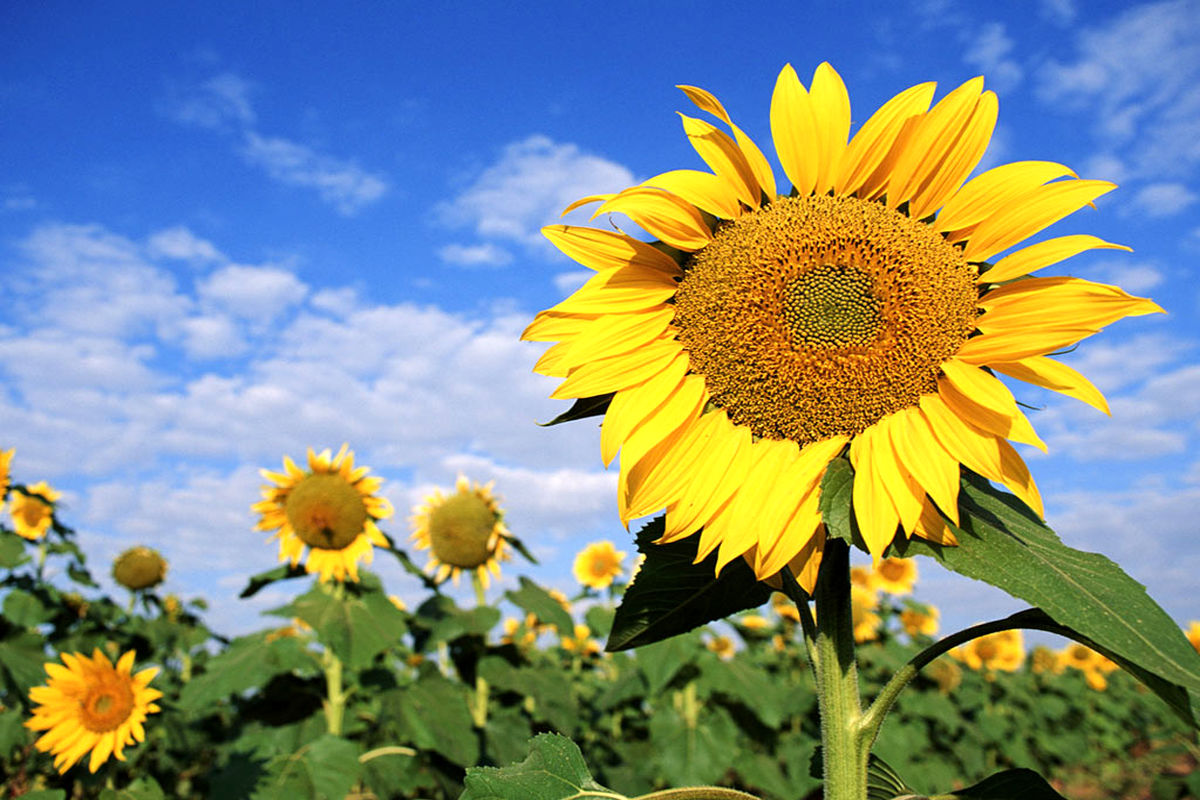 کشت آفتابگردان 