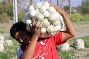 پایان برداشت پیاز در 215 هکتار از اراضی میاندورود