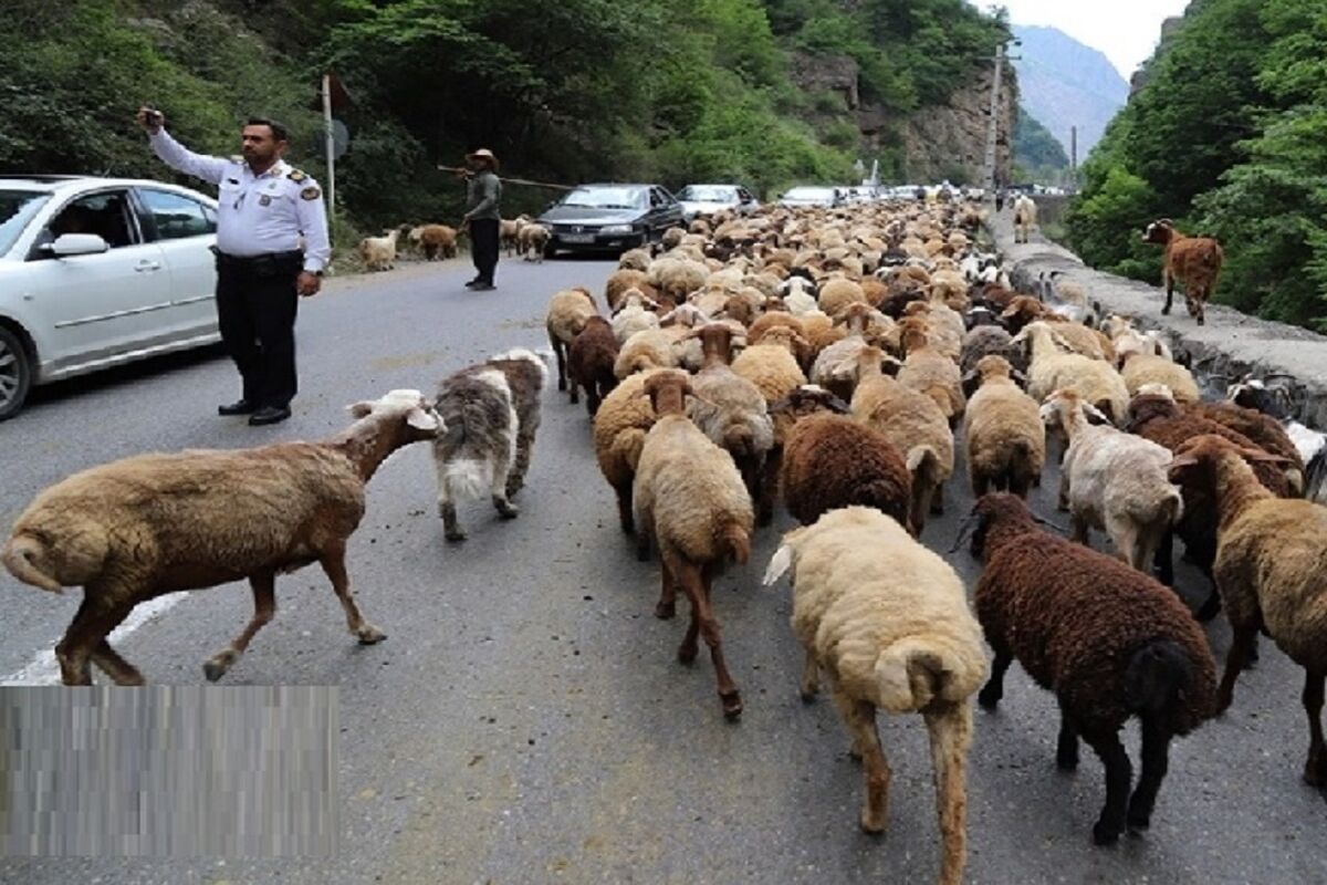 عبور دام از جاده کندوان