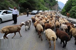 انسداد محور کندوان برای عبور احشام عشایر