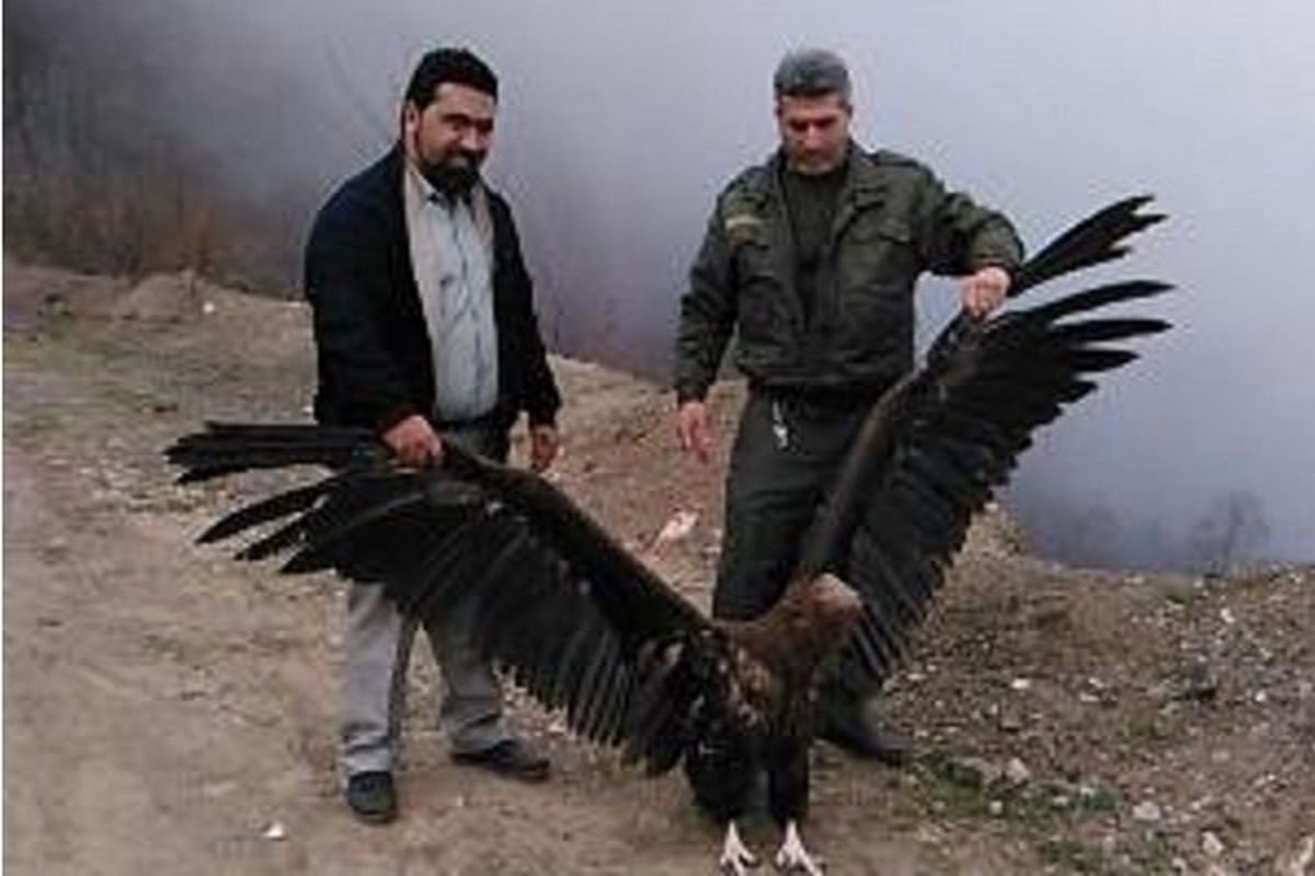 کرکس