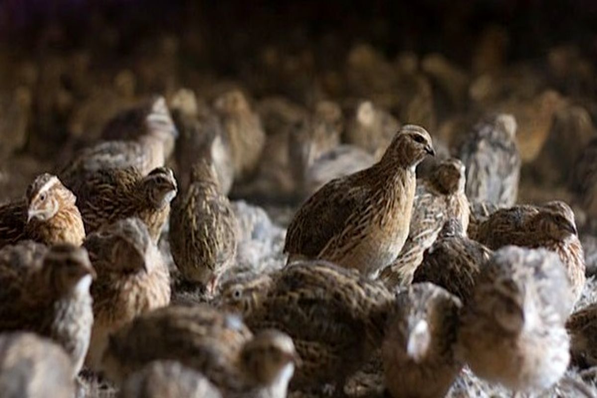 مزرعه پرورش بلدرچین