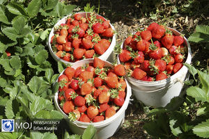 برداشت توت‌ فرنگی از ۴۰۰ هکتار مزارع سیمرغ