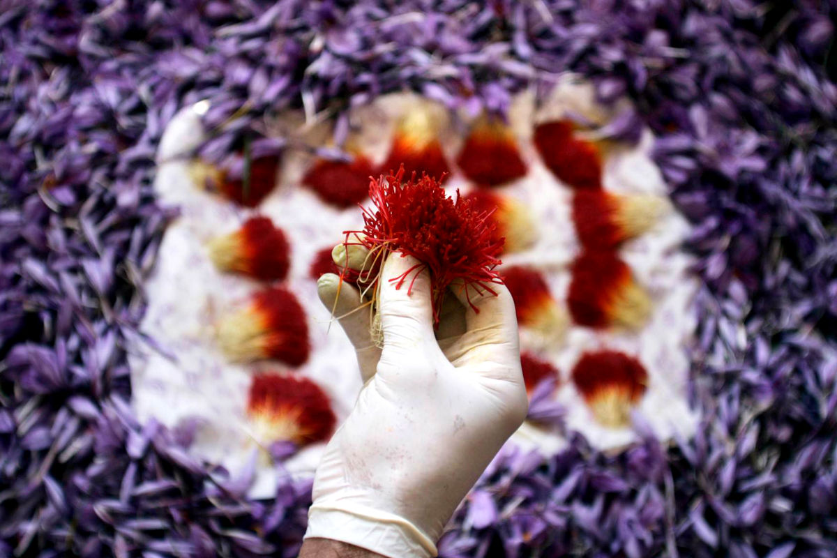 زعفران در خراسان رضوی