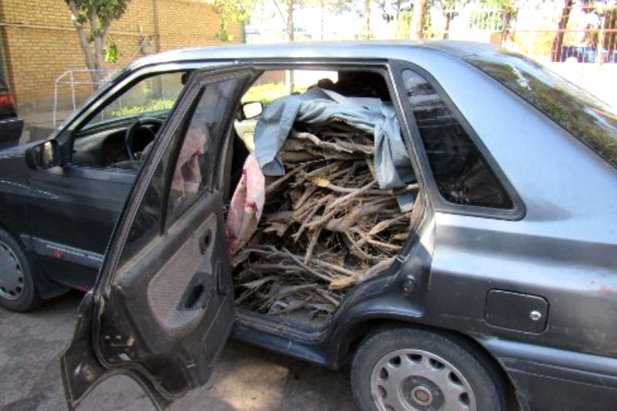 سرقت درختان تاغ 