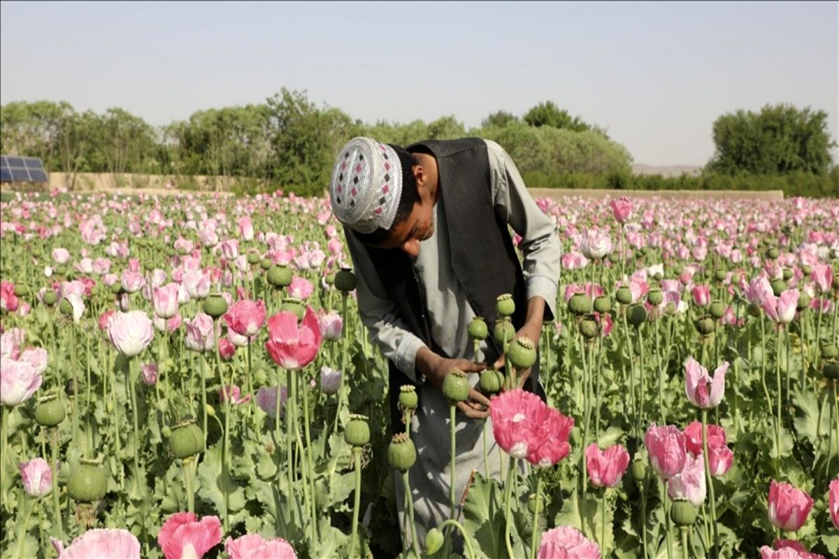 تریاک