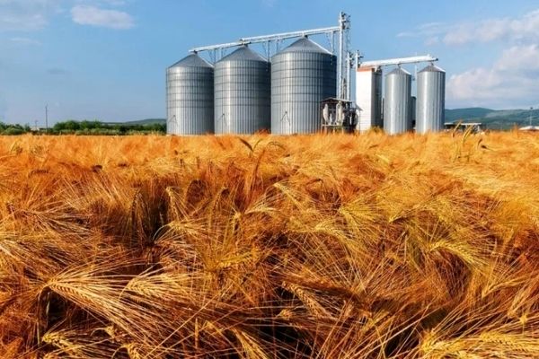 صنایع تبدیلی گندم، پشتیبان امنیت غذایی در شرایط جنگی است