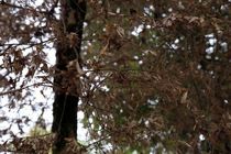 ۱۲۲ هکتار از شمشادستان های ساری آلوده به آفت شب پره است