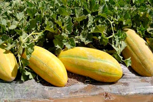 تولید ۳۲ میلیون نشای خربزه و هندوانه در گلخانه‌های تایباد 