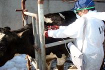 آغاز واکسیناسیون دامهای شهرستان کاشمر برعلیه طاعون 