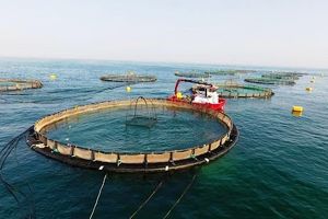 هرمزگان حائز رتبه نخست آبزی پروری دریایی کشور