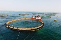 هرمزگان حائز رتبه نخست آبزی پروری دریایی کشور