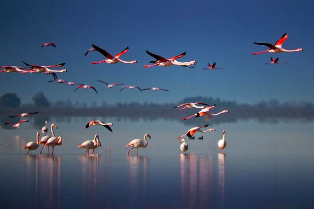 تالاب میانکاله