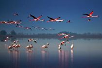 کارگروه احیای خلیج گرگان و تالاب میانکاله تشکیل شد